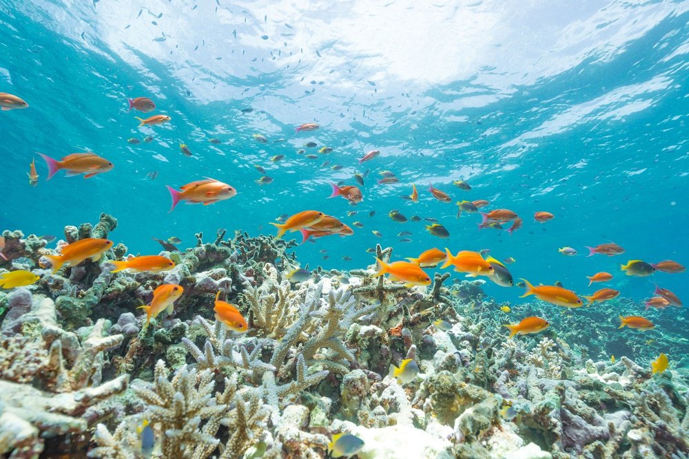 💎 카누라코시 람프로파이어 암맥(鹿浦越のランプロファイヤ岩脈) 이미지 5